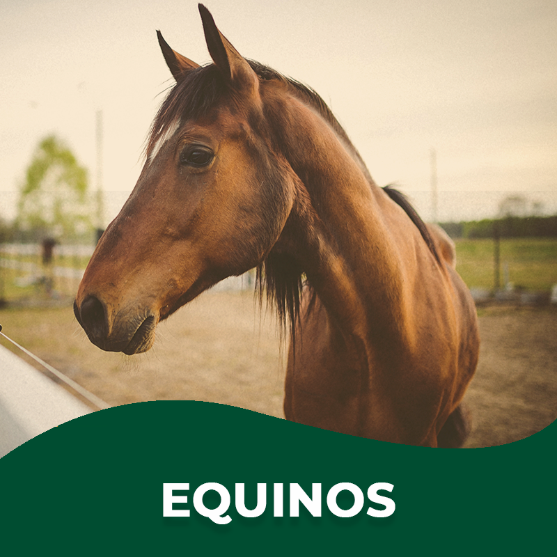 Equinos