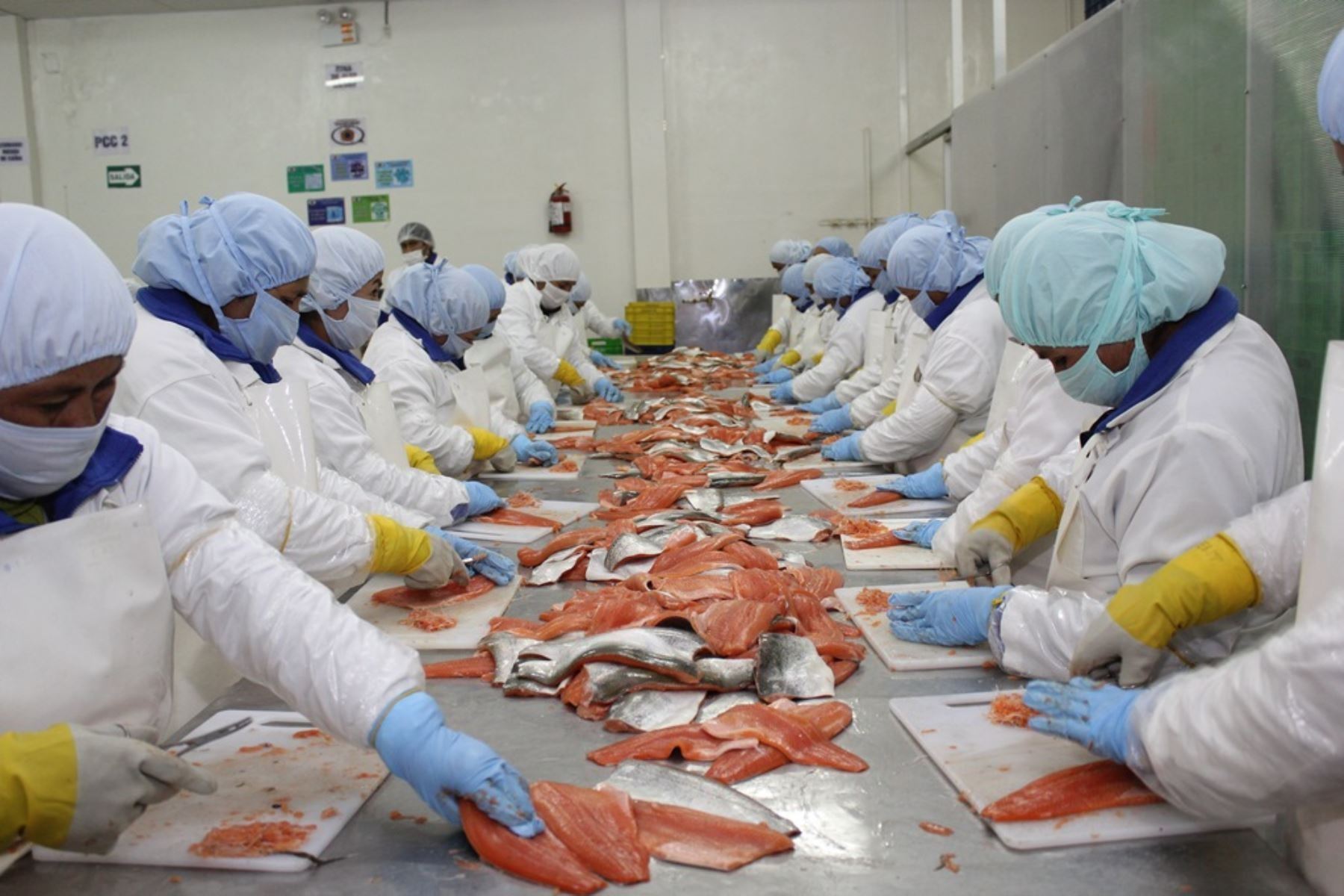 EN ENERO, EXPORTACIONES DE TILAPIA AUMENTARON EN 23,8%