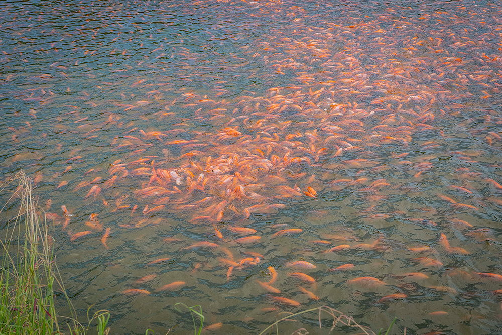 A BUEN RITMO AVANZA COMERCIALIZACIÓN PISCÍCOLA DEL HUILA