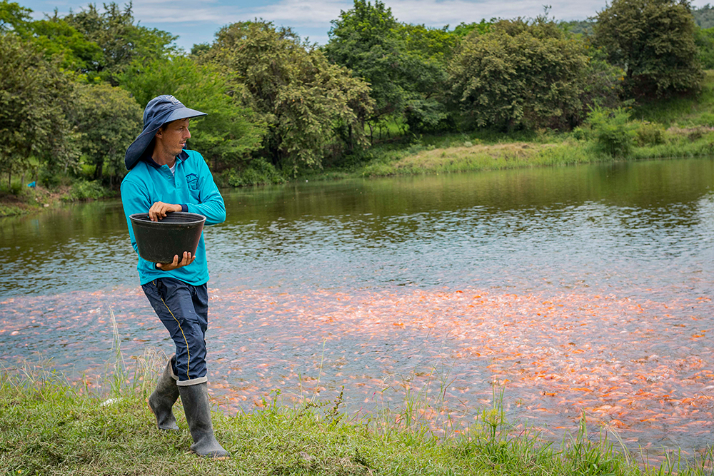 EN SEMANA SANTA, GOBIERNO Y SECTOR PRIVADO SE UNEN PARA IMPULSAR COMPRA DE PESCADO COLOMBIANO