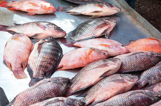 Conozca los beneficios de consumir pescado y cómo fortalece el sistema inmune